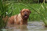 DOGUE DE BORDEAUX 310